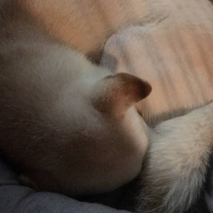 98dfc9c6 c21f 427e a9ea 1c9263af4674