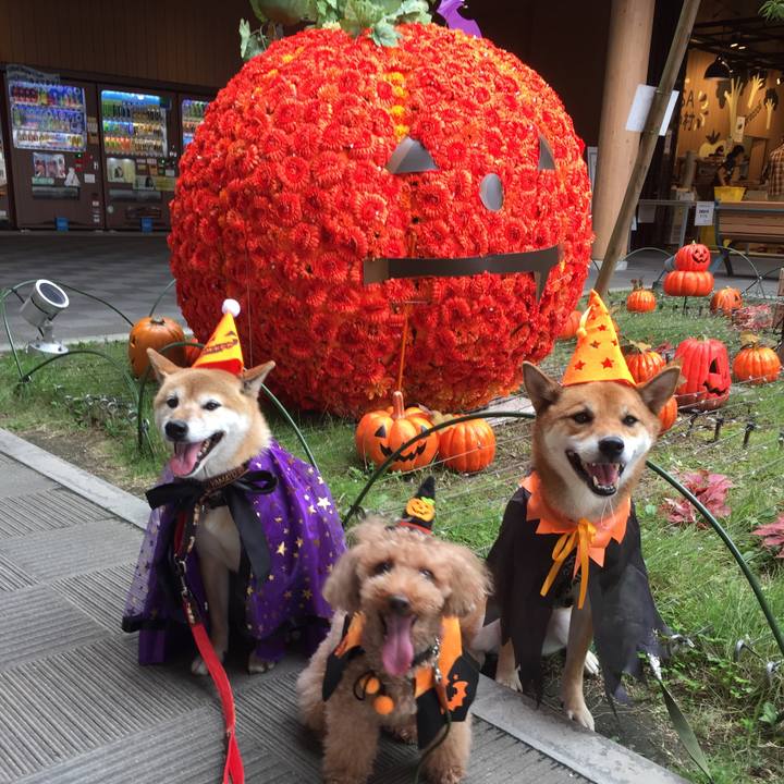 98e1a0cb 173b 4a36 b7e6 fd0a5f10dad3