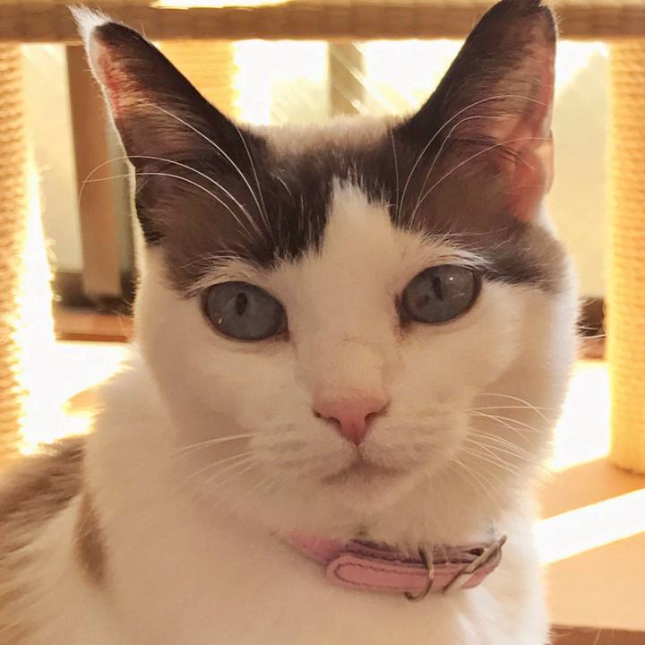 98e36ea0 7f00 4b7c 9c90 6c508eadd6b9