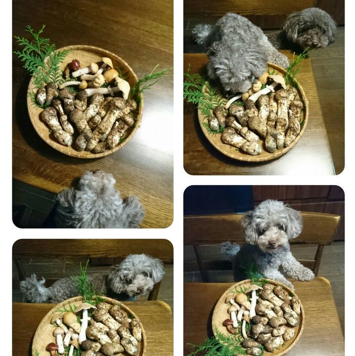 98ebe98f 8ded 4670 b038 6c2c632bc544