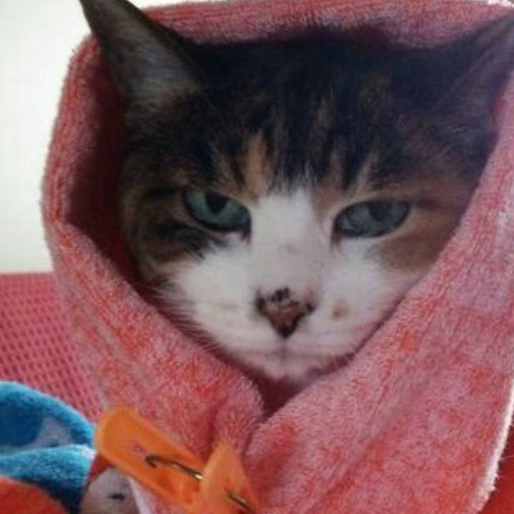 98f7ee3a f1e5 4038 a96a c33533054081