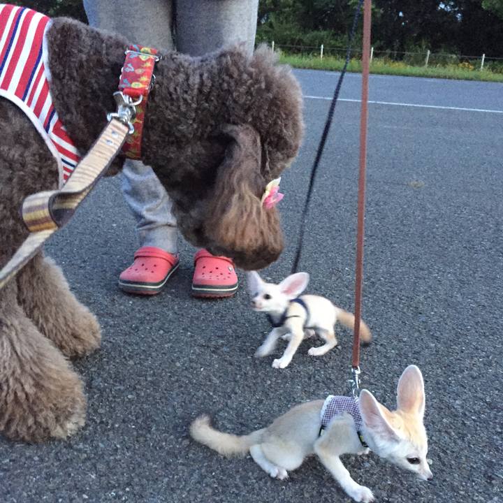 9918b085 fe5e 407c 8268 411f6b021767