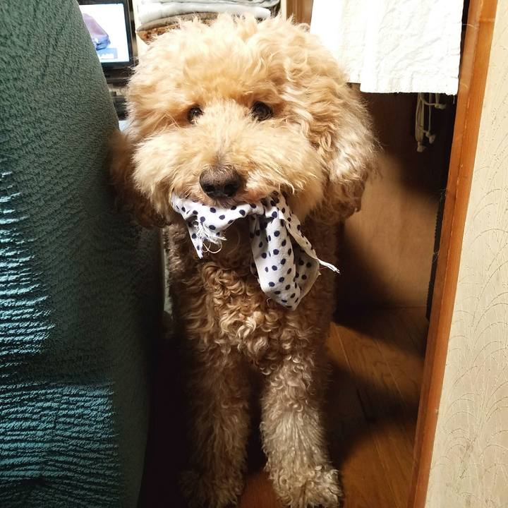 993925b5 77fc 425c 920f bac1e034b7e5