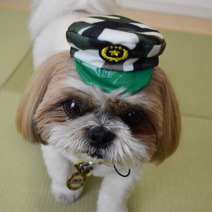 993ed4e2 781d 40cf 9382 f3982d536baa