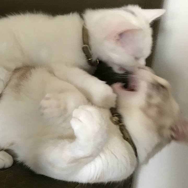 99422cf6 0a29 41f5 b3d0 863f07d80c07