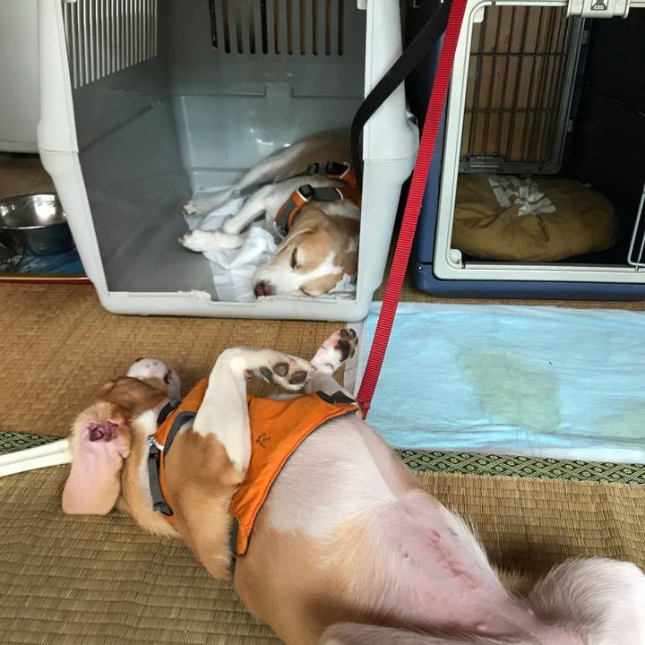 9948854c 82ef 4c82 af19 a0d3bad2b3c8