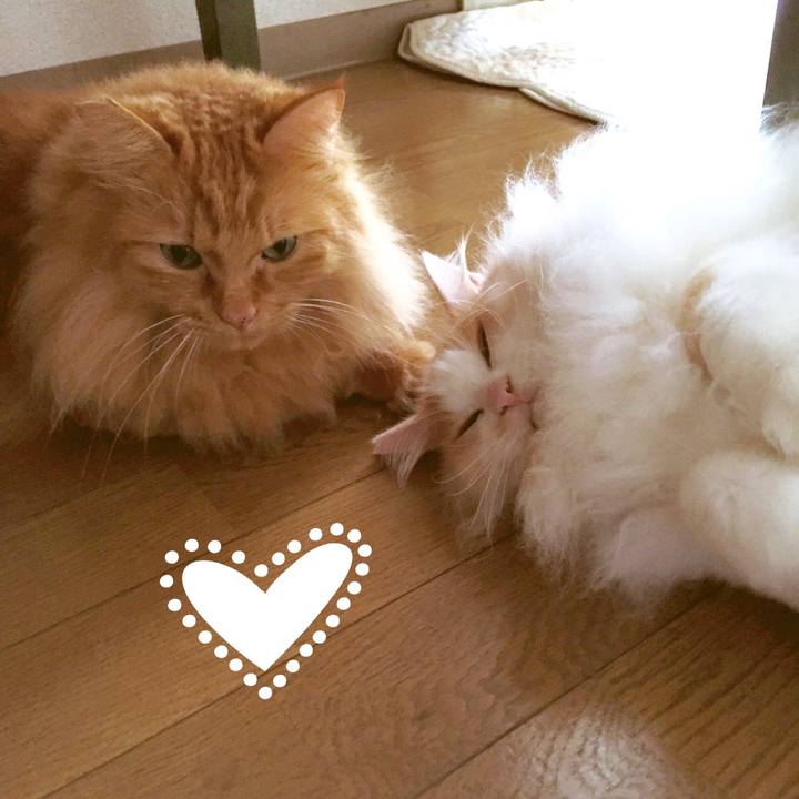 9949c257 cdf4 4aca aba9 bb610af353ab