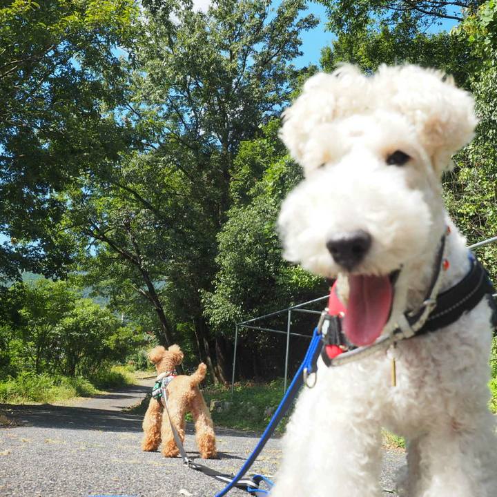 9950e84e eeb0 4c5a 86dd d7eec39e64ac