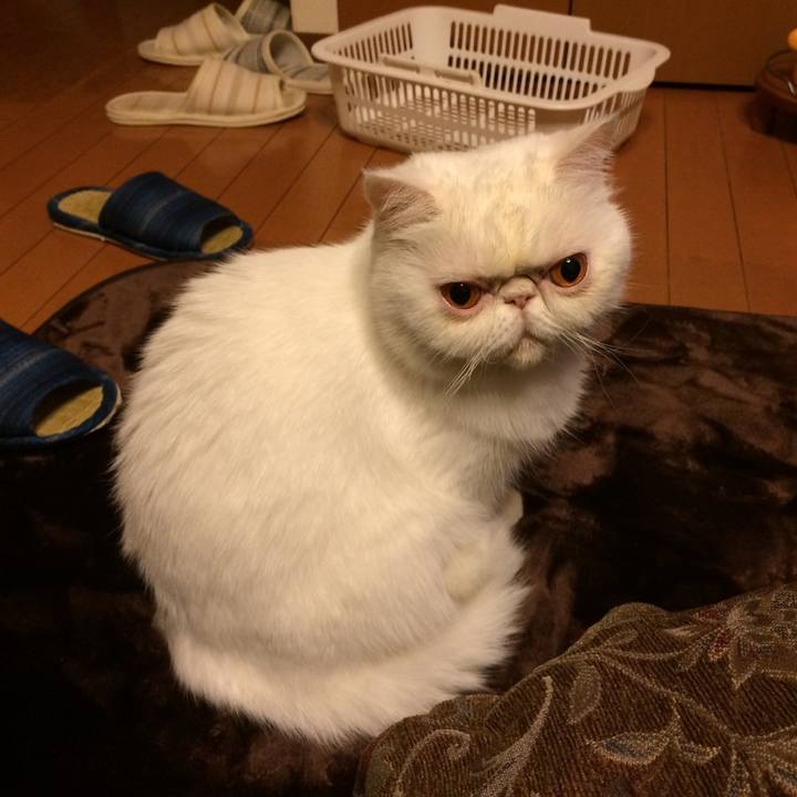 9959884a 4b3b 4353 bef7 68b8e4f727e9