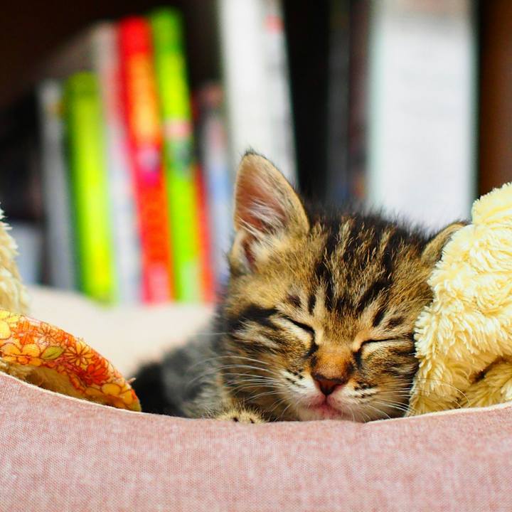 9986d5bc dc10 4498 919a ba40957b7252