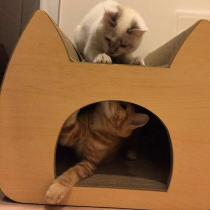 998e135f c6db 441f a874 4240faf8ac0f