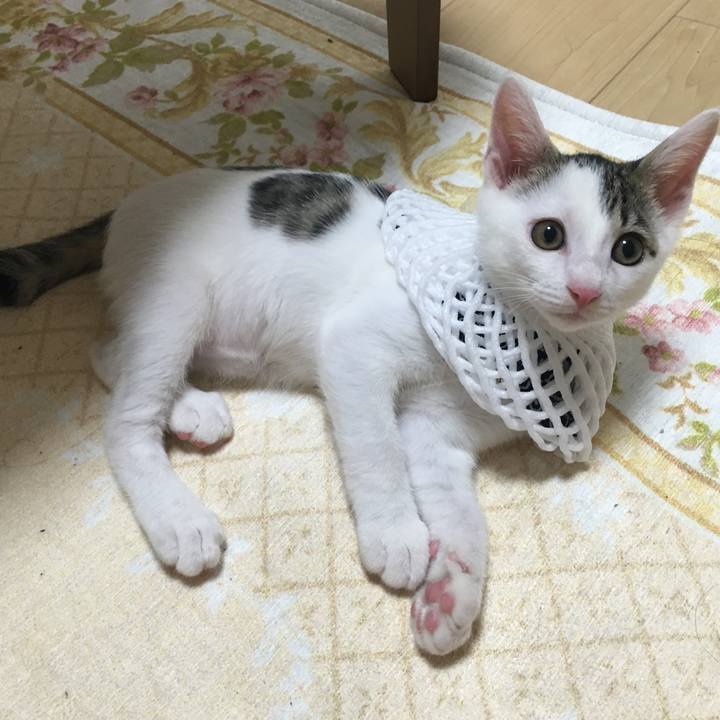 9999d156 67ad 4b25 82de 237feeecc89f