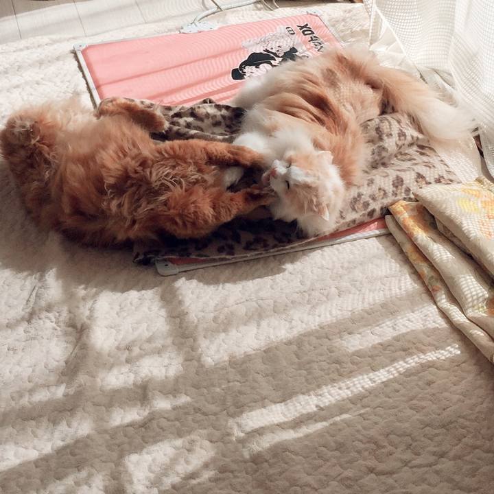 999b9a5e a789 4af6 8ba0 3454cc0a447d