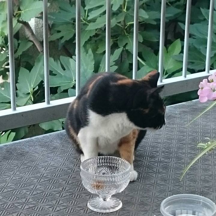 99a290f1 0985 497e b549 5b75e28d54f9