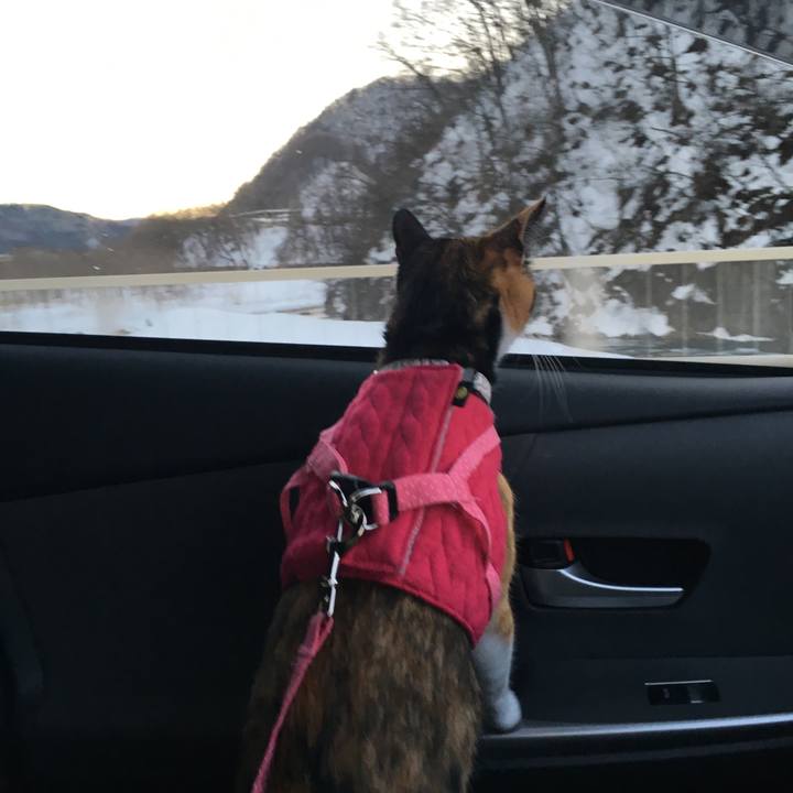 99a94a4c 7aae 4cf0 8773 d655f76d80d5