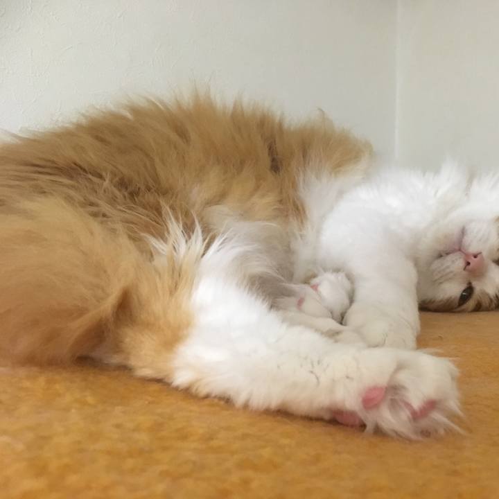 99aacdb6 d63e 4e63 8016 be7ae1ccadd3