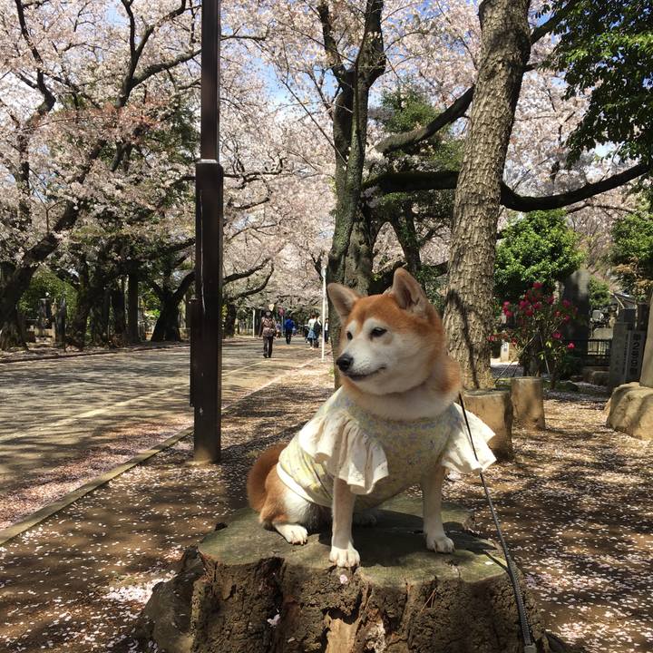 99c39e5f 91bb 4838 adb4 e1eae892b925