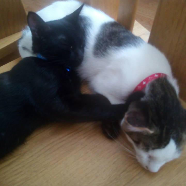 99c82c0a d78a 4dd9 975c c4d97dbd8e98