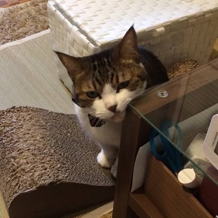 99cc1dbd 1289 4de0 9912 03bc139e879d