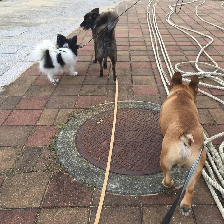 99f5a0a0 f53e 4524 b5ff a704b95dedf3