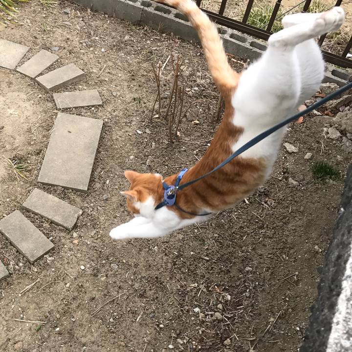 9a1ca9b0 40cc 44ef a8ff 8b6d7841d229