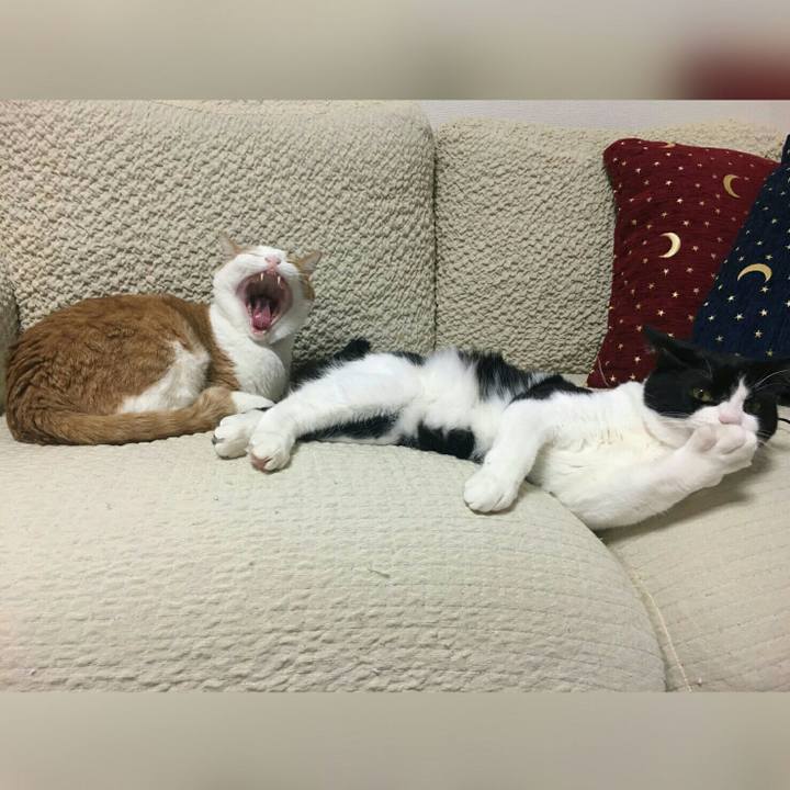 9a210fcb 369e 4d1a bd38 61a23a2299a1