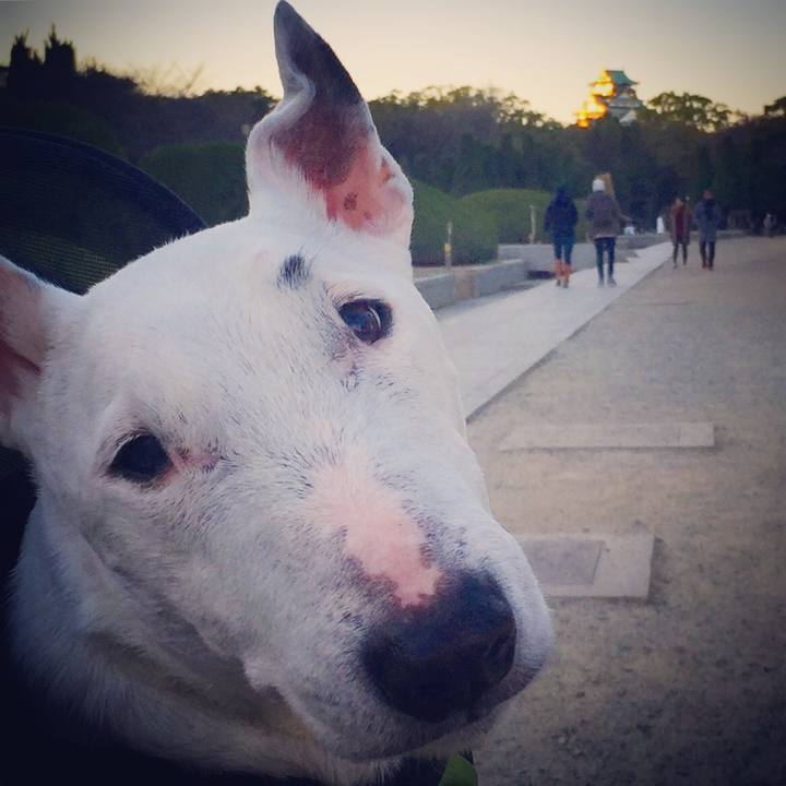 9a222599 4efb 49ed b774 c866f311782f