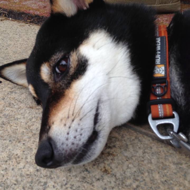 9a2a1791 80a8 414e af84 8d821de7b5c3