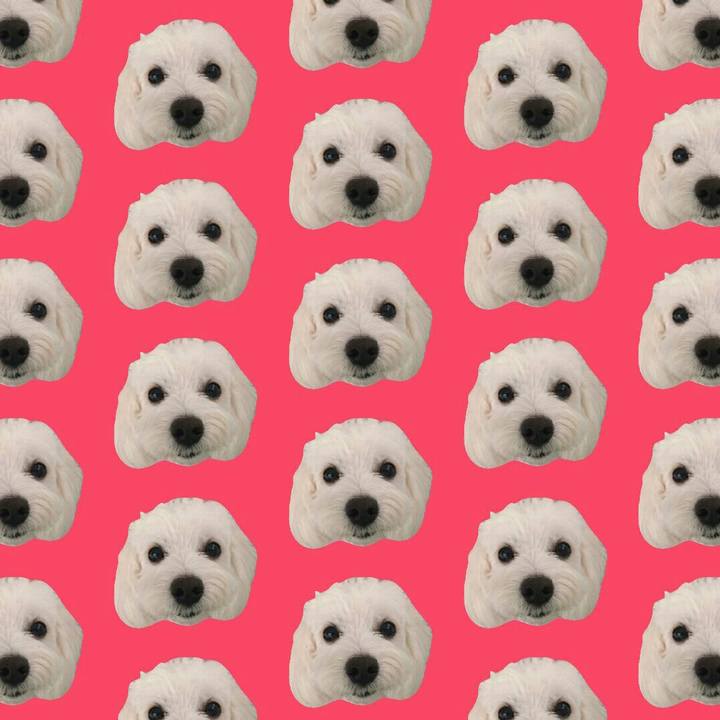 9a2d320a 8a96 4209 9dcc 1a8aced72366