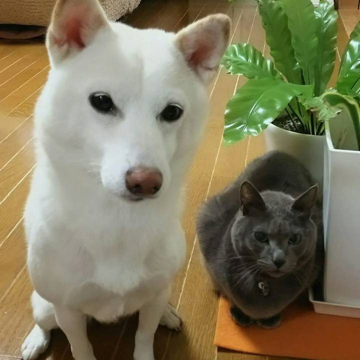 9a2f9072 7ad4 4f6a 9fa6 b7ae0f5a6ac9