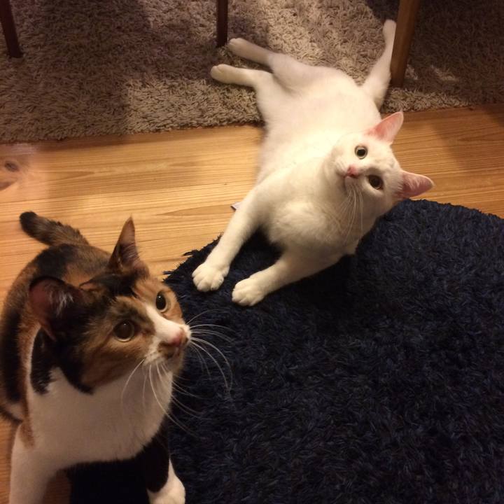 9a455494 c372 429c 9e66 0dc84145dfa8