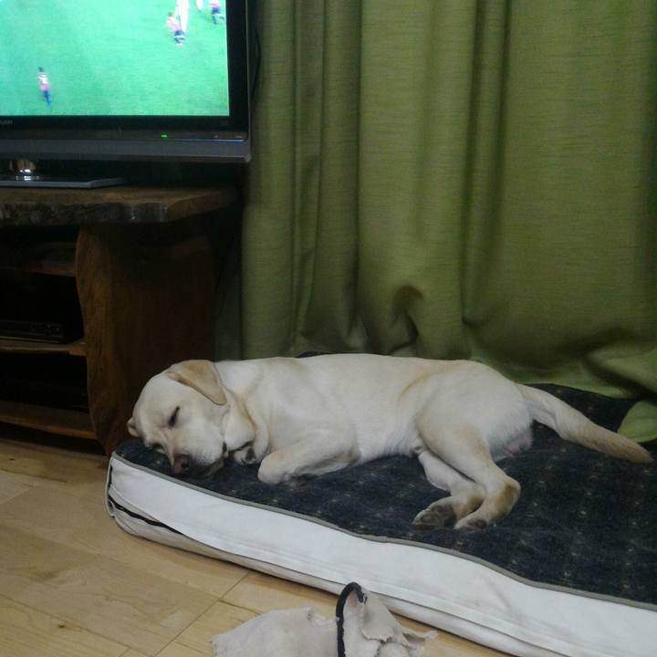 9a4bc445 11d9 4c9c 85c9 42d7bd981767