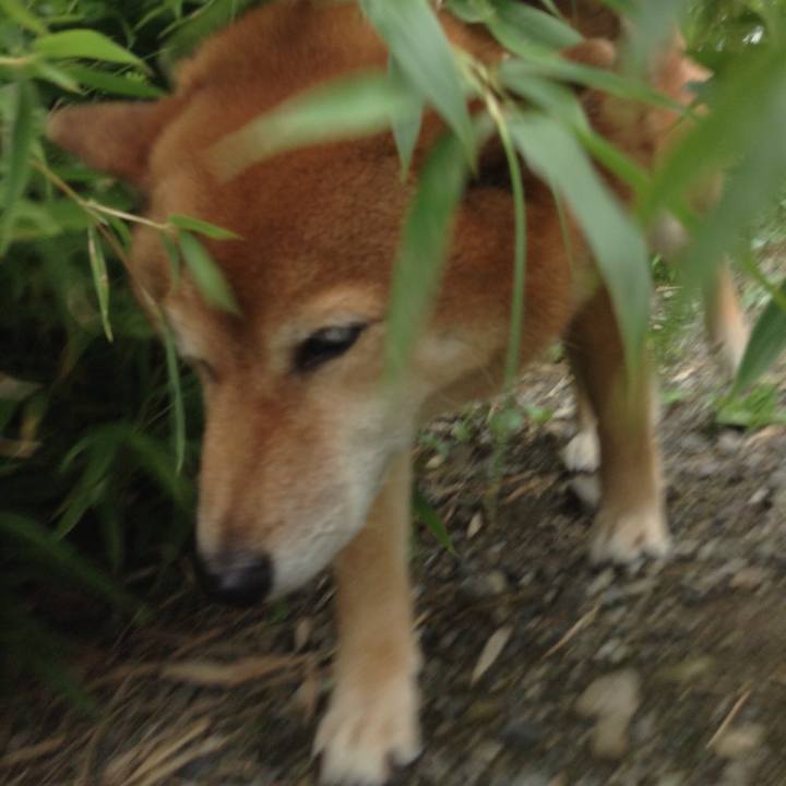 9a4f960f fe38 48f3 bc95 885192e923ad