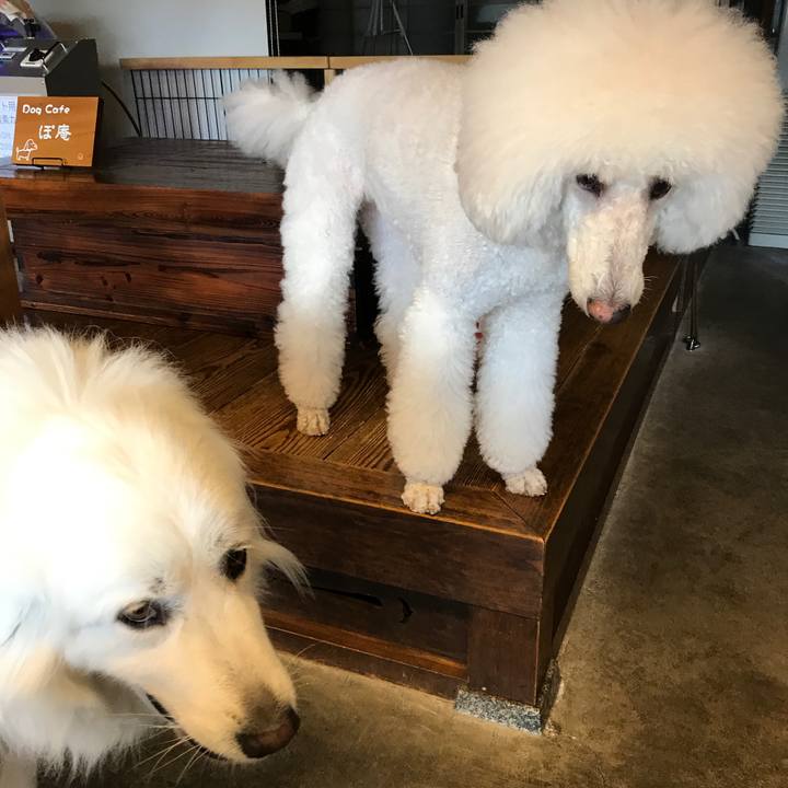 9a515553 4c91 4d88 ad2f 068bb531ee61