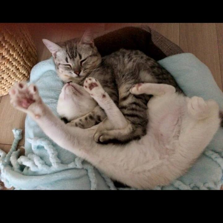 9a5445c9 ea6c 4c6d bedc eae1db172d6a