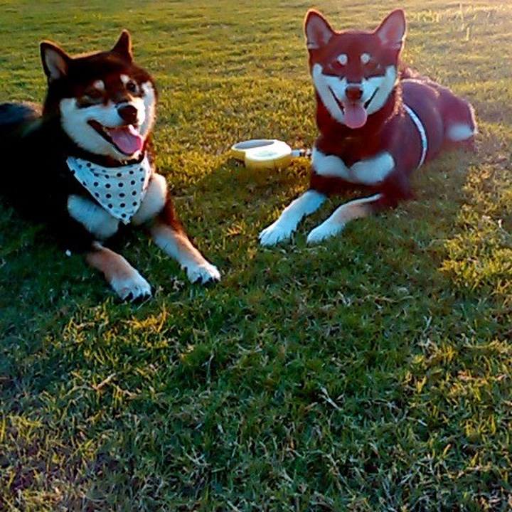 9a5656c6 83dd 49cc a3ea fede559b61e3