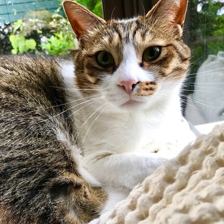 9a5e57f7 515e 4258 9fc1 b2367d18c1e0