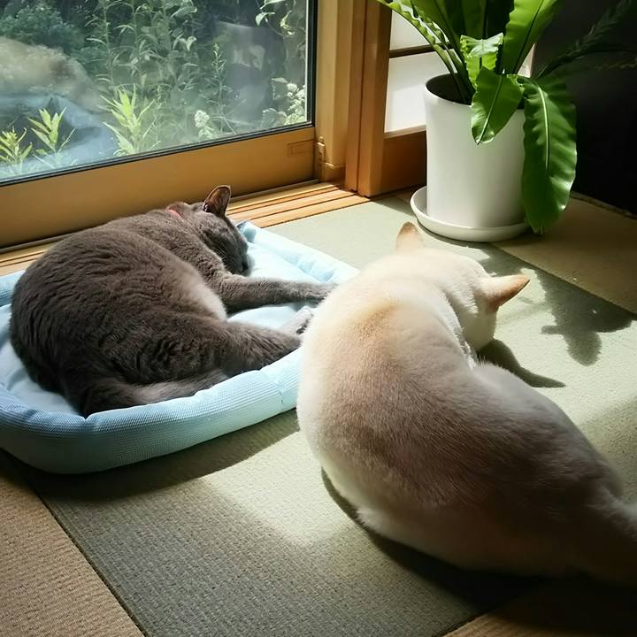 9a7266d7 7ff7 49c6 adca 1c22a521412d