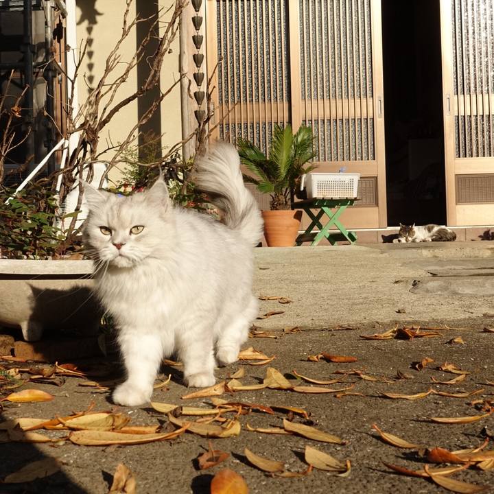 9a73299c 5fe6 4f7a adb4 4f3b03779552