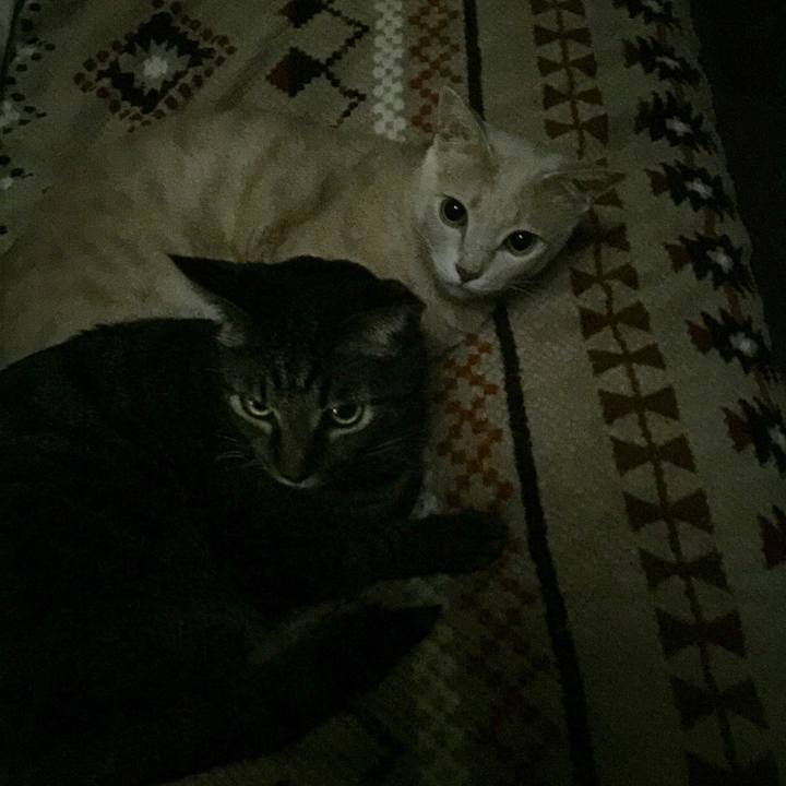 9a786994 ac59 4944 839f c0f474e28ce2