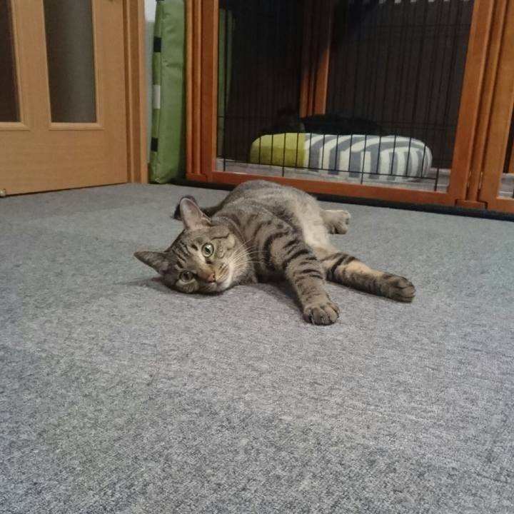 9a7d0d8b 1a15 4c22 af0a c9d0dc8c8136