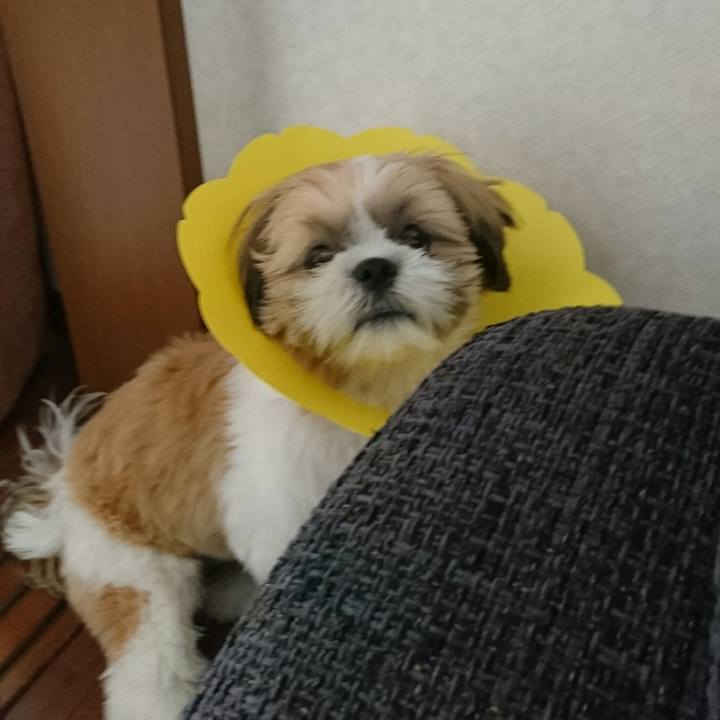 9a7f0a56 9198 4ace bcc9 20a0d56525e7