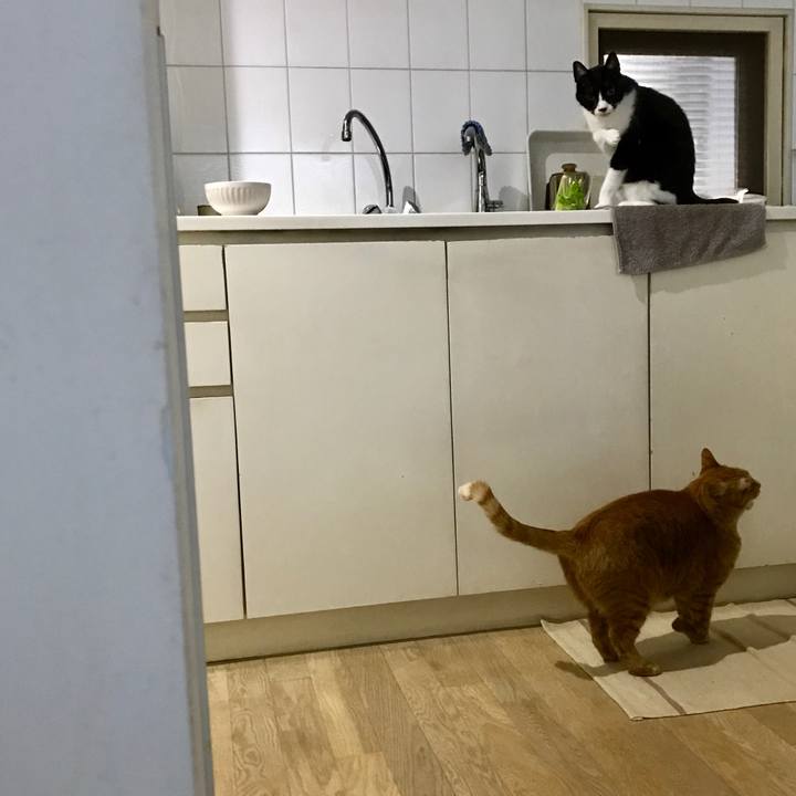 9a80e9db a76d 4a7e 96e7 6bf4c0313055