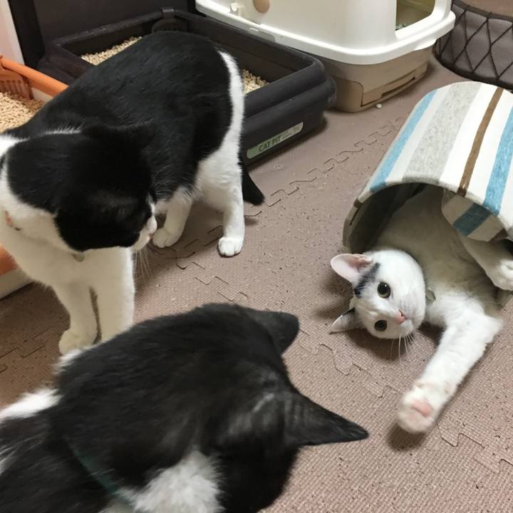 9a855274 202c 4b28 b4a3 456c13de62a7