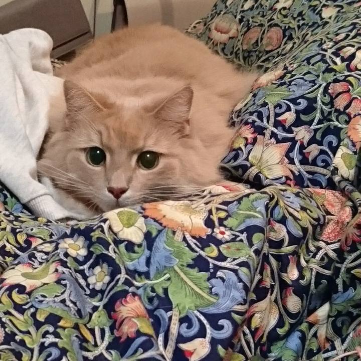 9a94a0fe a91a 4443 8b86 1ba17d1a0d39