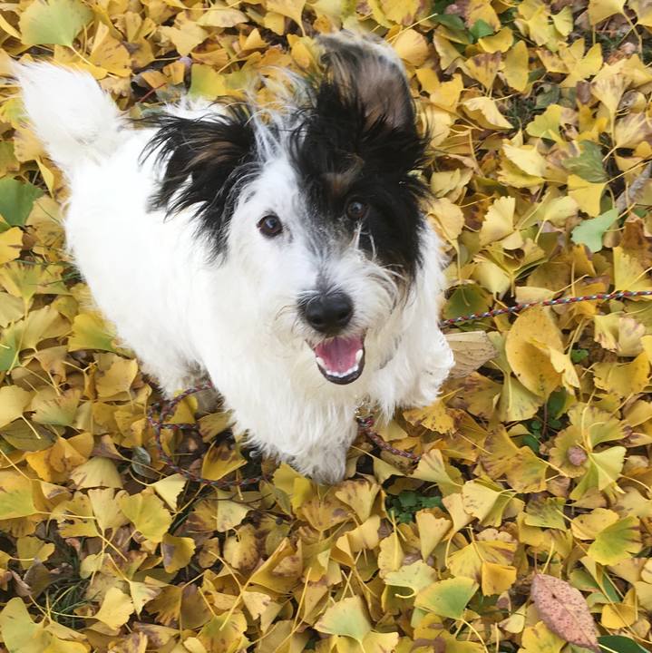 9a96e1e2 03ce 4817 a87d 00ff50cd6619