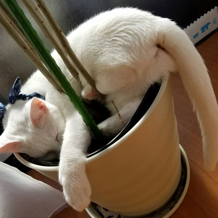 9a983709 3c4a 4505 b7c4 ce52c0fba6bc