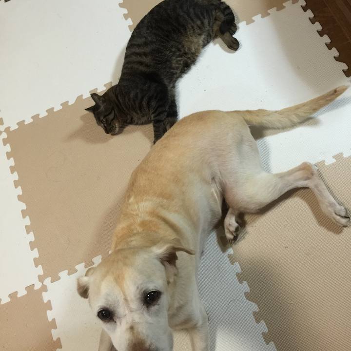 9ab9505c b427 4c4c bd47 4610d906512c