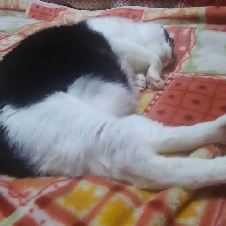 9ac191fc f2b3 4735 9ca2 c8a34bc6b673