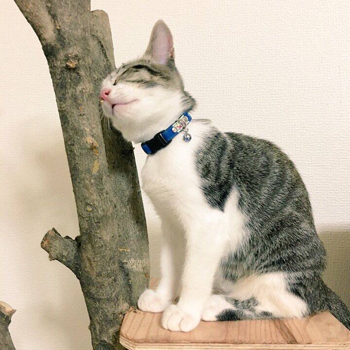 9ac2baa8 2168 4b2d abe1 ccf753f16c4d